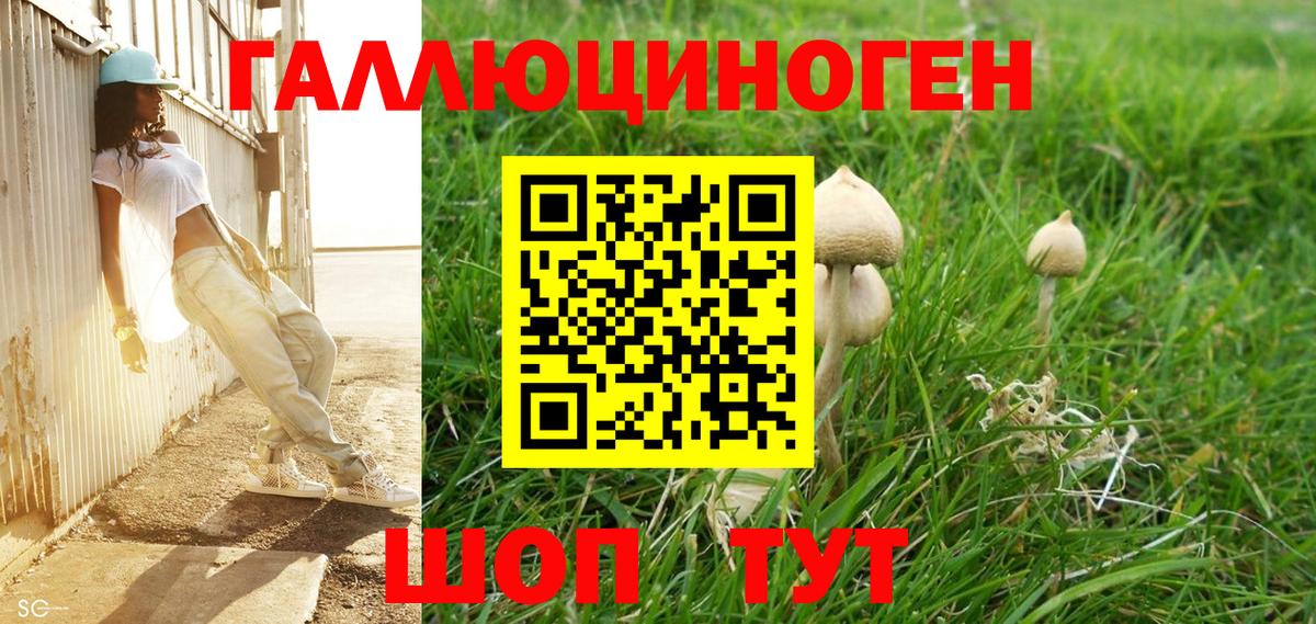 Псилоцибиновые грибы MAGIC MUSHROOMS  Галлюциногенные грибы Cubensis  Тосно  Вход с VPN 